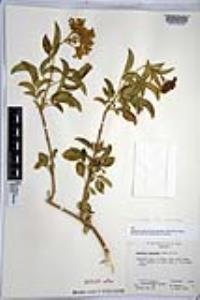 Sambucus cerulea image