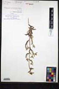 Simpsonanthus jonesii image