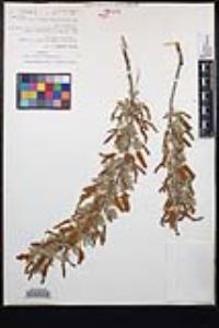 Senegalia greggii image