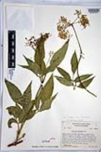 Sambucus cerulea image