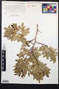 Rosa woodsii subsp. gratissima image