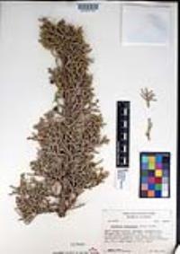 Juniperus osteosperma image