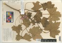 Malva assurgentiflora image