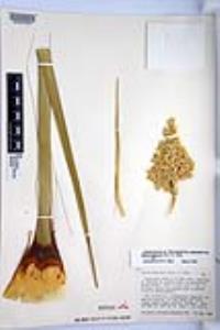 Nolina bigelovii image