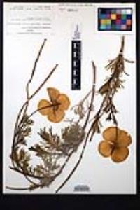 Hunnemannia fumariifolia image
