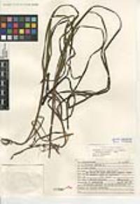 Zostera marina image