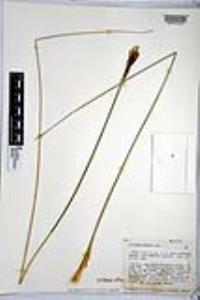 Calibanus hookeri image