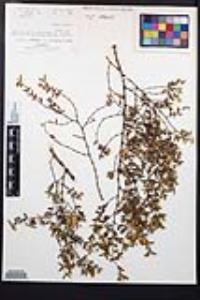 Larrea tridentata image
