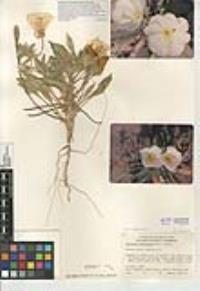 Oenothera deltoides image