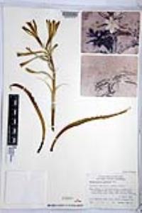 Hesperocallis undulata image