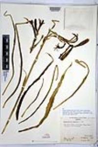 Hesperocallis undulata image
