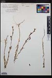 Clarkia purpurea image