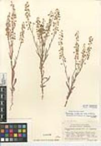Thysanocarpus curvipes subsp. eradiatus image