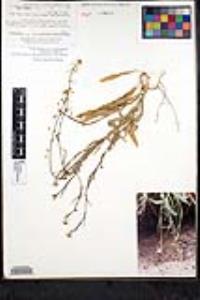 Thysanocarpus curvipes subsp. eradiatus image