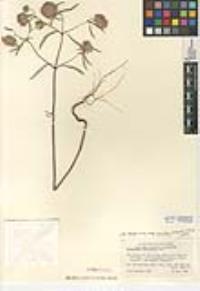 Monardella breweri var. lanceolata image