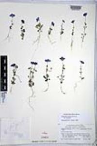 Nemophila menziesii var. menziesii image