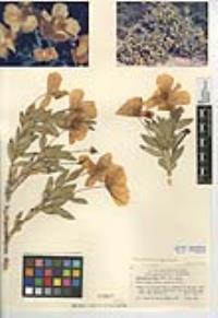 Dendromecon rigida image