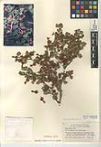Ribes roezlii var. roezlii image