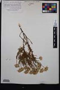 Ericameria linearifolia image