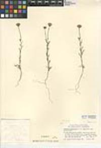 Chaenactis glabriuscula image