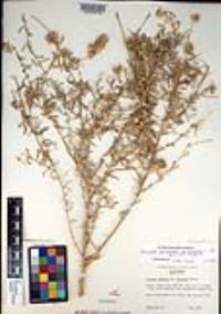 Atriplex linearis image