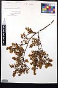 Larrea tridentata image