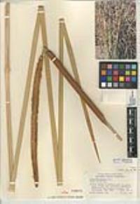 Typha domingensis image