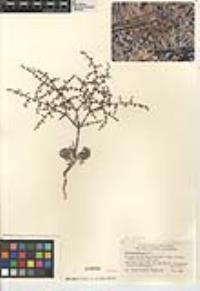 Eriogonum deflexum var. deflexum image