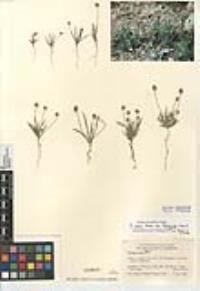 Plantago ovata image