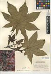 Ricinus communis image