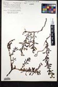 Heliotropium curassavicum image