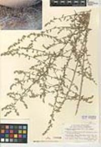 Artemisia ludoviciana subsp. albula image