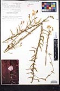 Calystegia macrostegia subsp. tenuifolia image