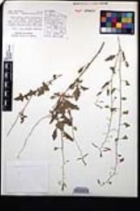 Lyrocarpa coulteri image