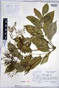 Sambucus cerulea image