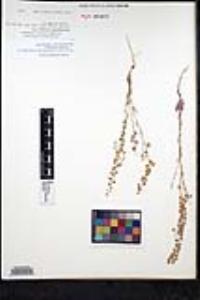 Thysanocarpus curvipes subsp. eradiatus image