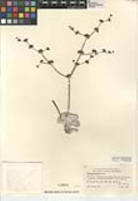 Eriogonum saxatile image