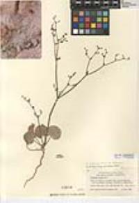 Eriogonum deflexum image