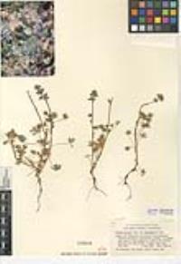 Lupinus bicolor image