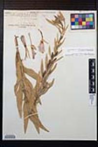 Oenothera elata subsp. hirsutissima image