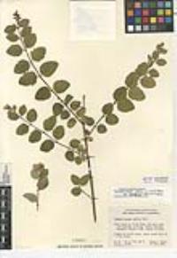 Symphoricarpos albus var. laevigatus image