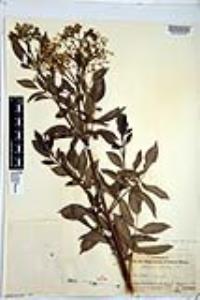 Sambucus cerulea image