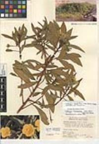 Ludwigia grandiflora image