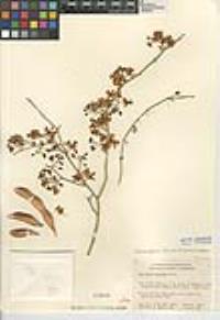 Parkinsonia florida image