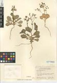 Aliciella latifolia image