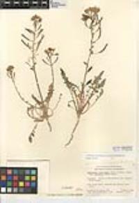 Chylismia claviformis image