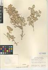 Atriplex hymenelytra image