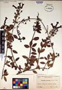 Gambelia speciosa image