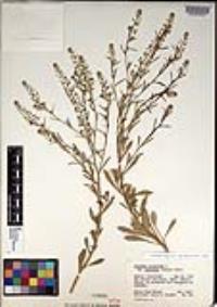 Lepidium virginicum subsp. menziesii image