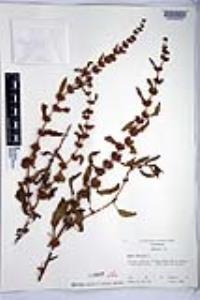 Rumex dentatus image